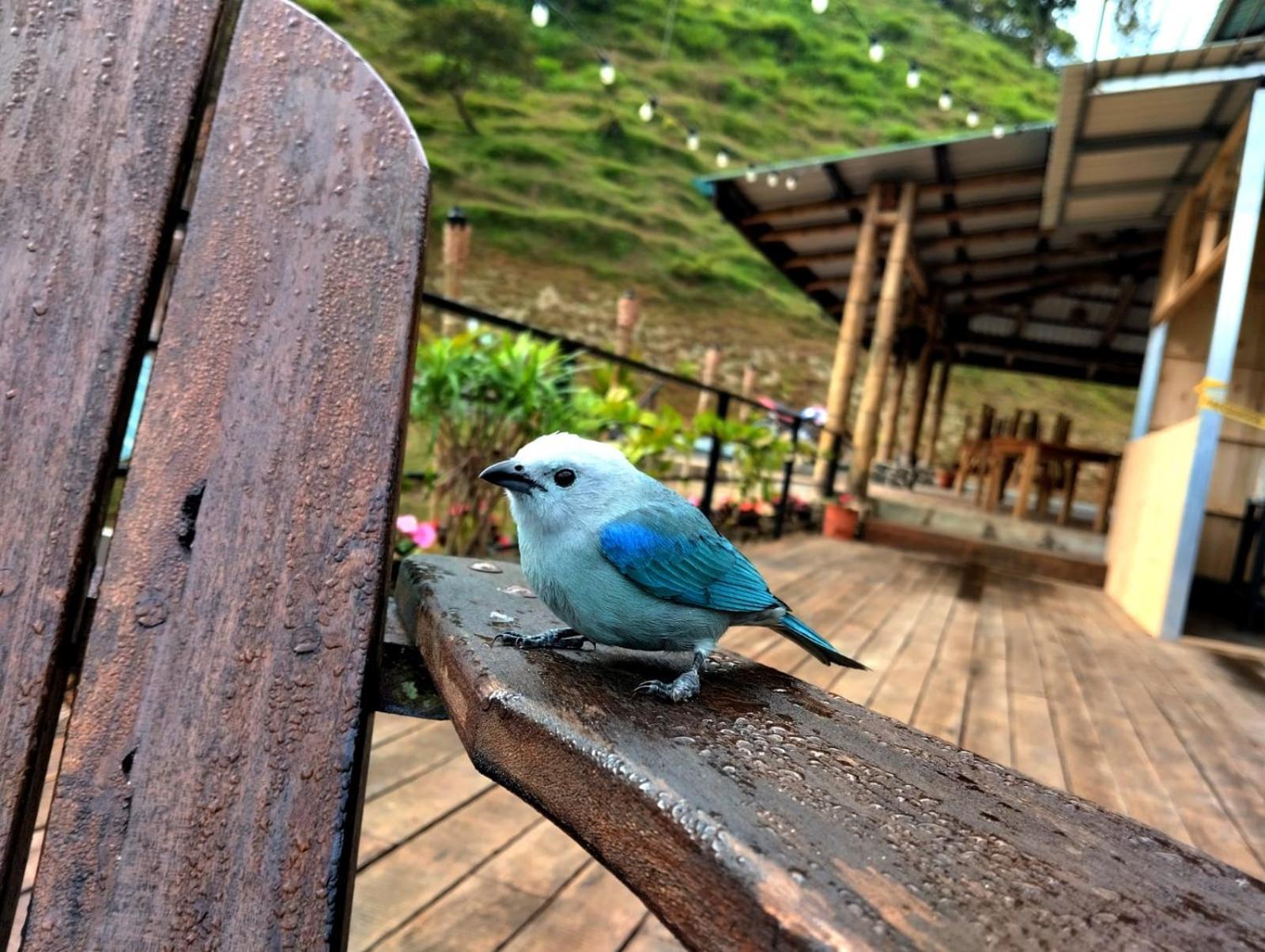 Hotel Rivel - Restaurant & Nature Retreat Turrialba Extérieur photo